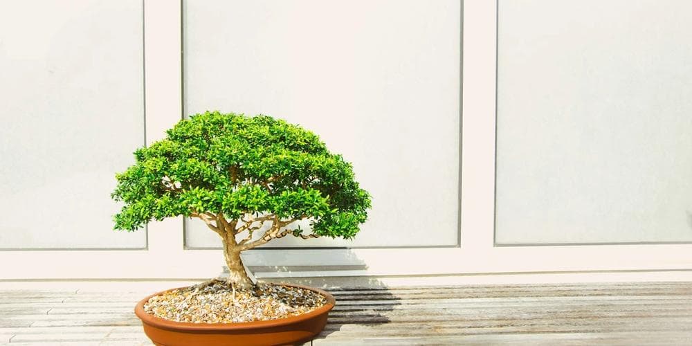 Soorten bonsai bomen voor in huis die perfect zijn voor beginners