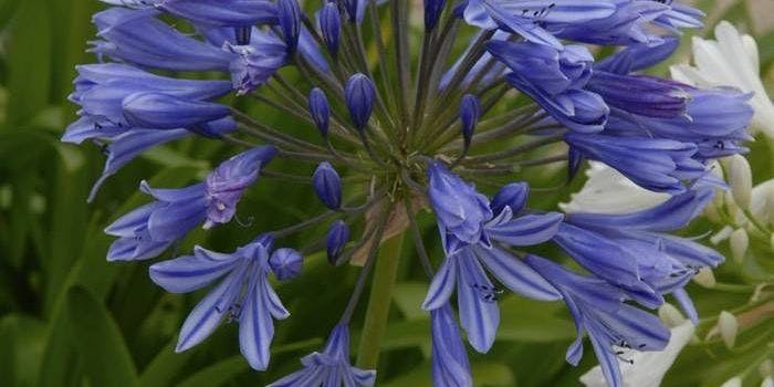10 prachtige blauwe bloemen in de tuin